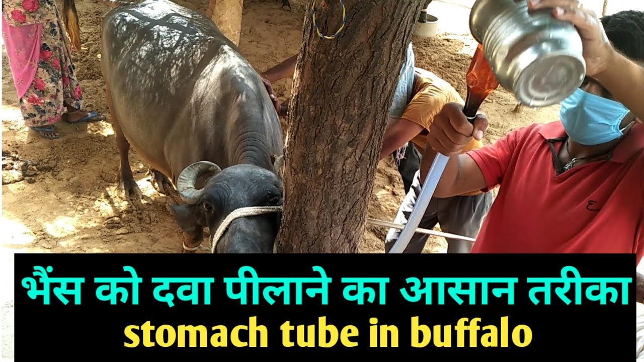 bhains ko dawa dene ka tarika भैंस को दवा पिलाना stomach tube in cattle buffalo D D Ramawat