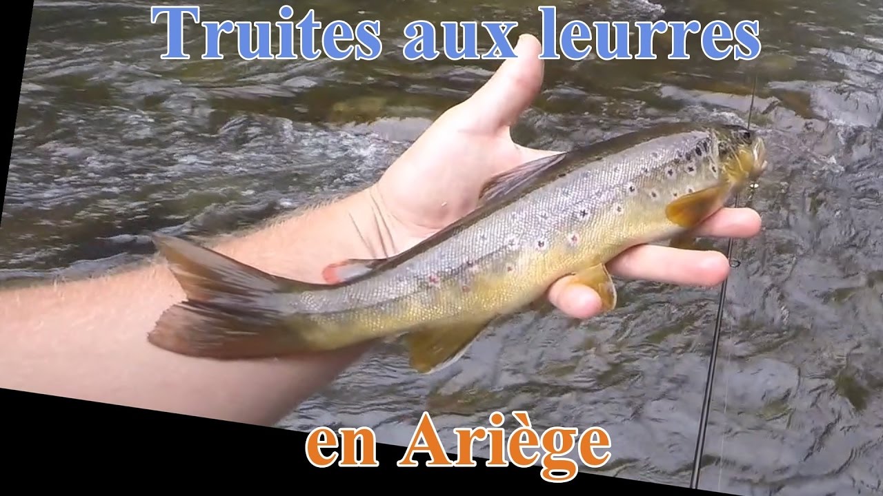 Truites sauvages aux leurres en Ariège - Fermeture 2016