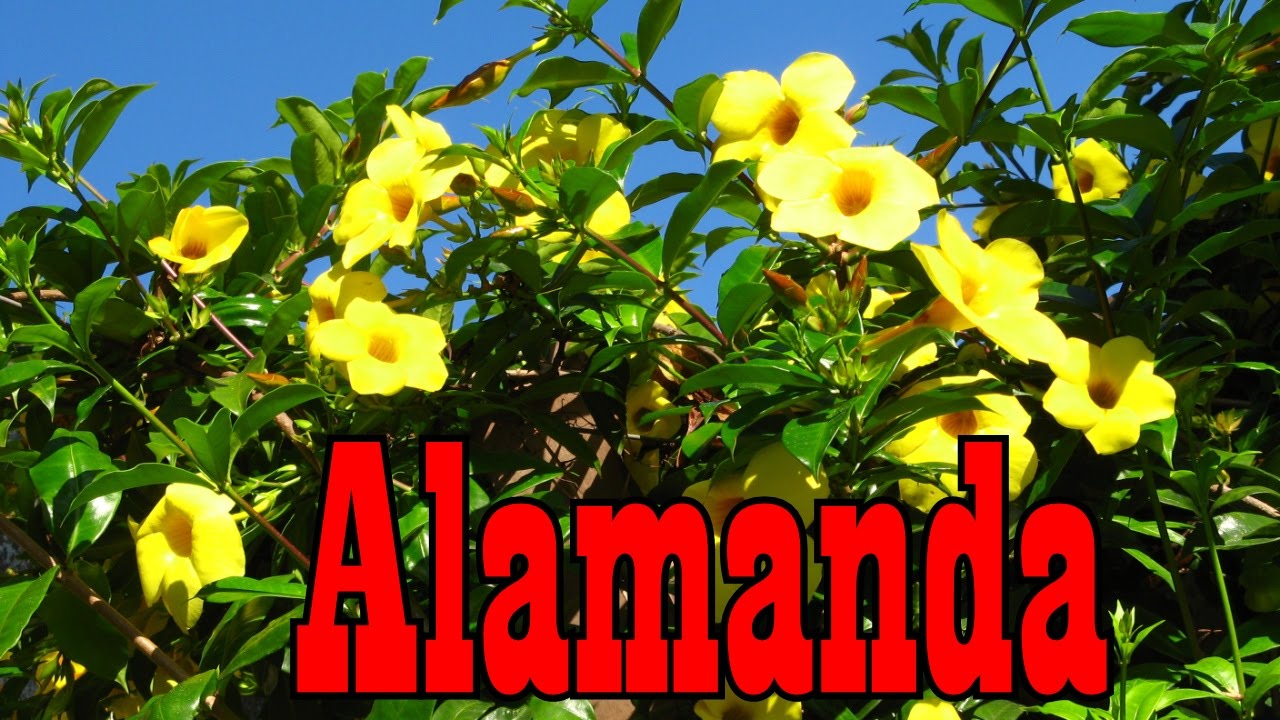 Mondini Plantas: Como Cultivar Alamanda