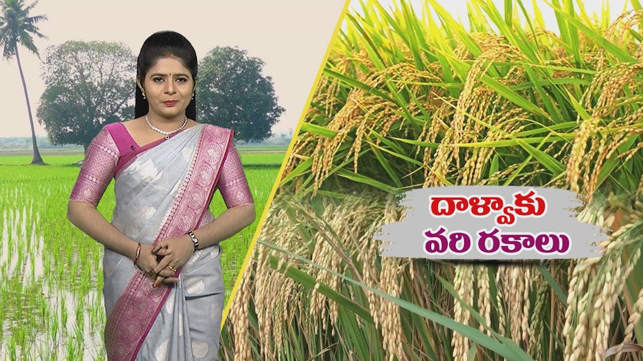 ఆంధ్రప్రదేశ్&zwnj;లో దాళ్వా వరి సాగుకు అనువైన రకాలు | Rabi Paddy varieties for A.P. | ETV
