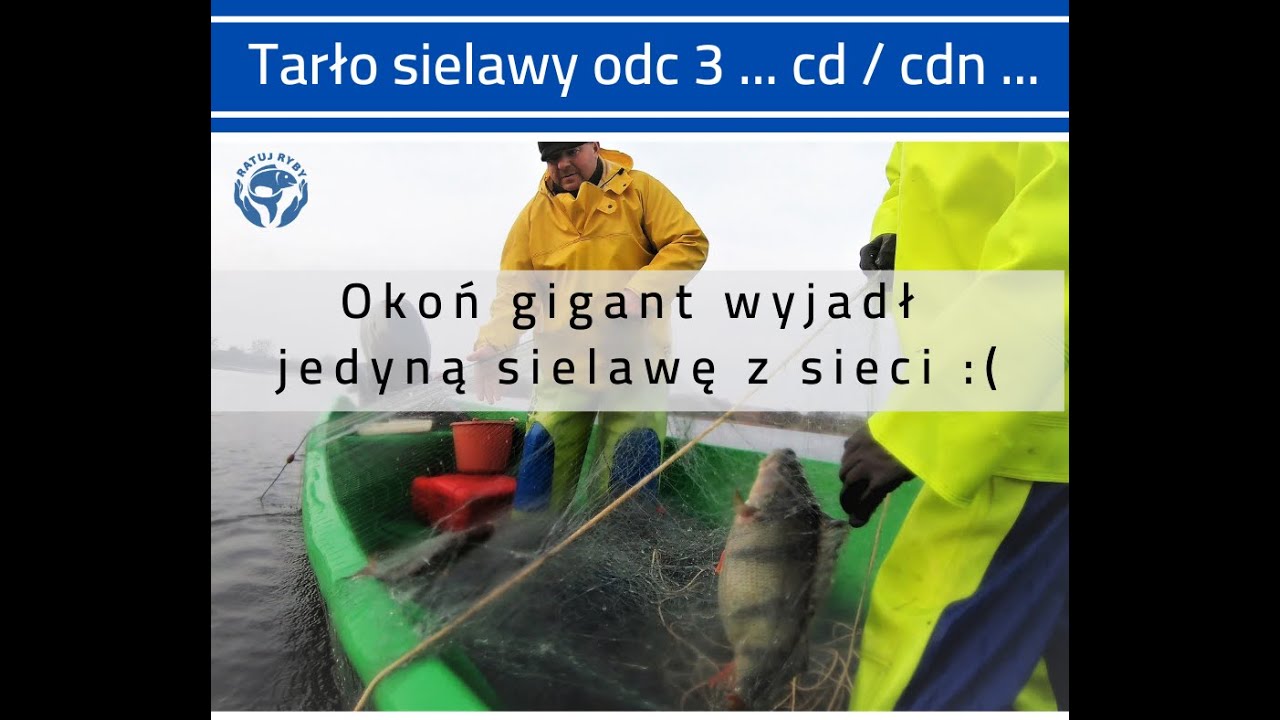 Okoń gigant zjadł sielawę z sieci.  Odc 3 - 