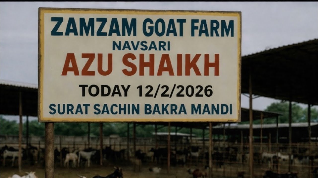 SURAT SACHIN BAKRA MANDI 12/2/2026 BY ZAMZAM GOAT FARM NAVSARI ( AZU BHAI ) ÍÍ SURAT BAKRA MANDI ÍÍ
