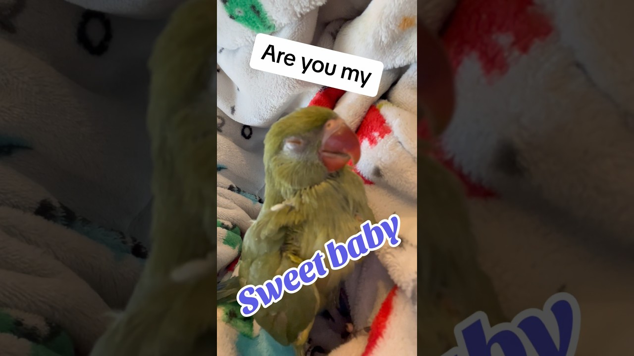 Dad being dad! #talkingparrot #talkingbird #cuteanimals #funnyanimals #babyanimals #rainbowbaby #dad