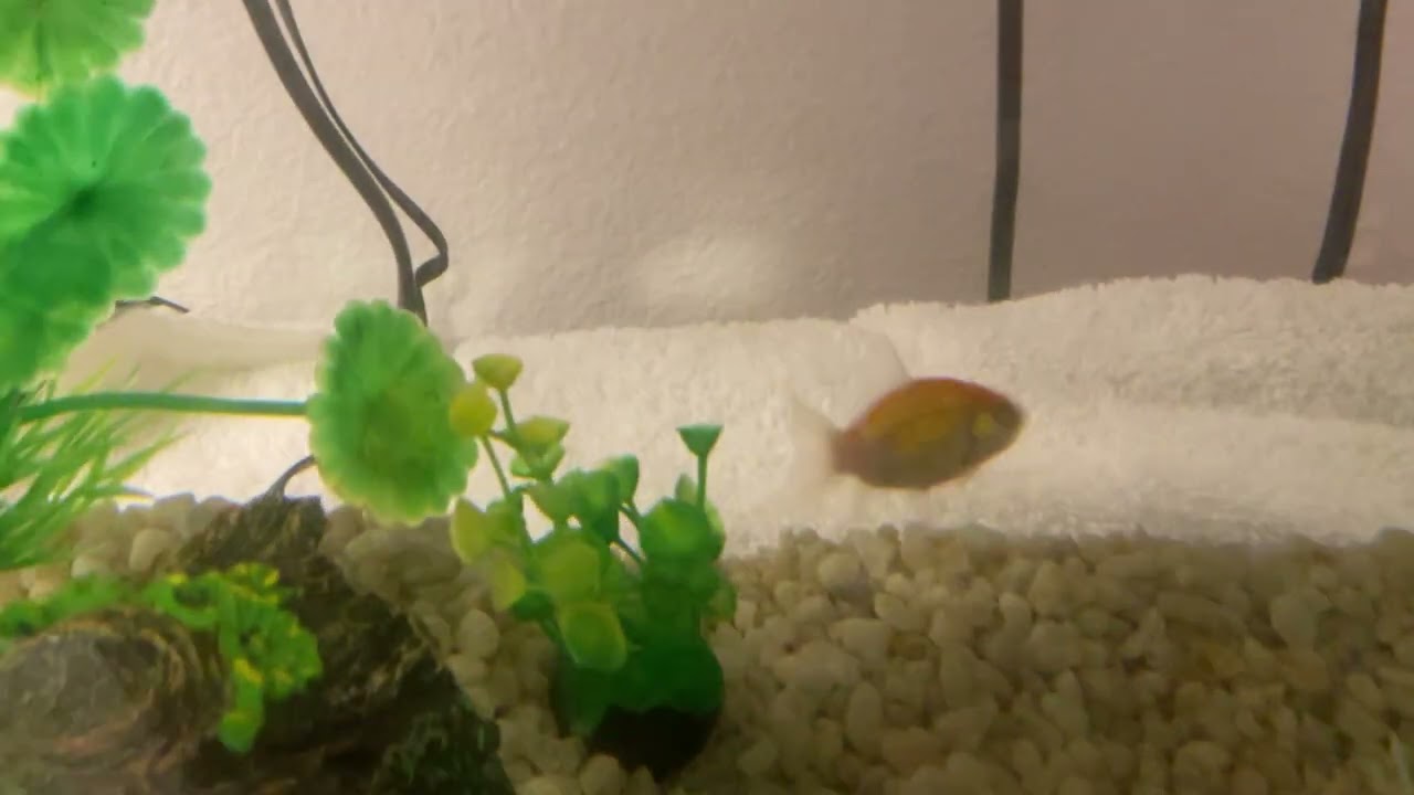 Momo da fishy 