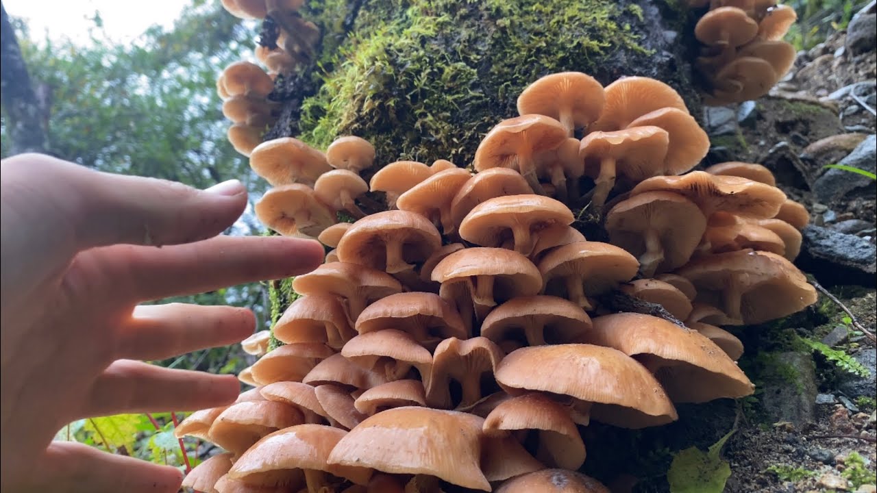 きのこ狩りでナラタケの大群生発見。コウタケやショウゲンジなども。すき焼きや天ぷら、炊き込みご飯で美味しく頂く。