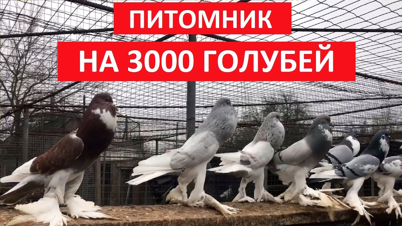 Питомник на 3000 голубей  (1 часть). Живой дом. Nursery for 3000 pigeons (1 part). living house
