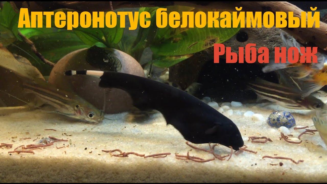 Аптеронотус белокаймовый, Рыба нож