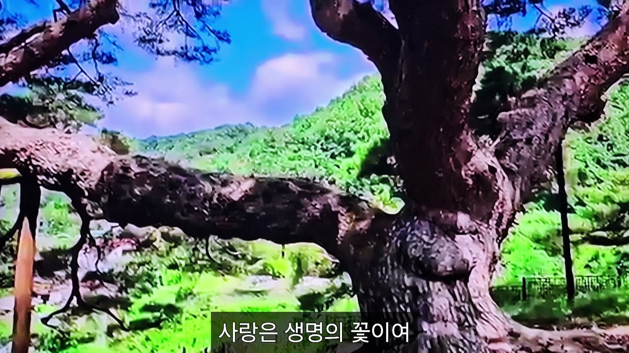 사랑은 생명의 꽃 