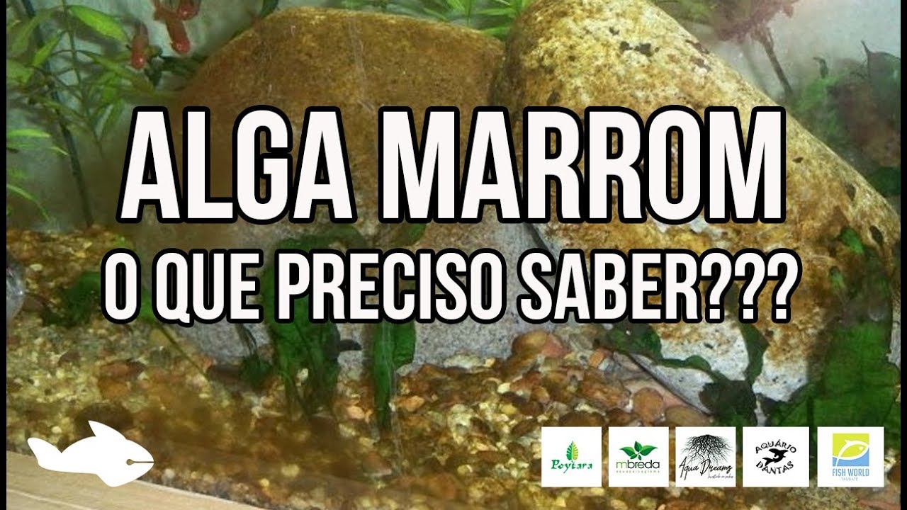 ALGA MARROM | O QUE PRECISO SABER???