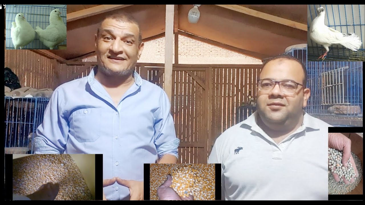 شوف كلفة الشتاء🧐 للحمام بدون تكاليف عليك يا غاوي👍.... ركز كويس وإدعي لنا😍