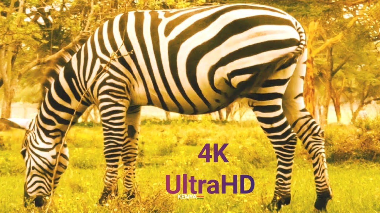 4K VIDEO (UTRAHD) AFRICAN WILDLIFE FASCINATING BEAUTY