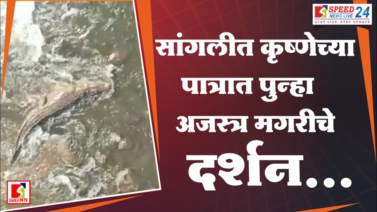 सांगलीत कृष्णेच्या पात्रात पुन्हा अजस्त्र मगरीचे दर्शन #sangli #forest #news #kolhapur