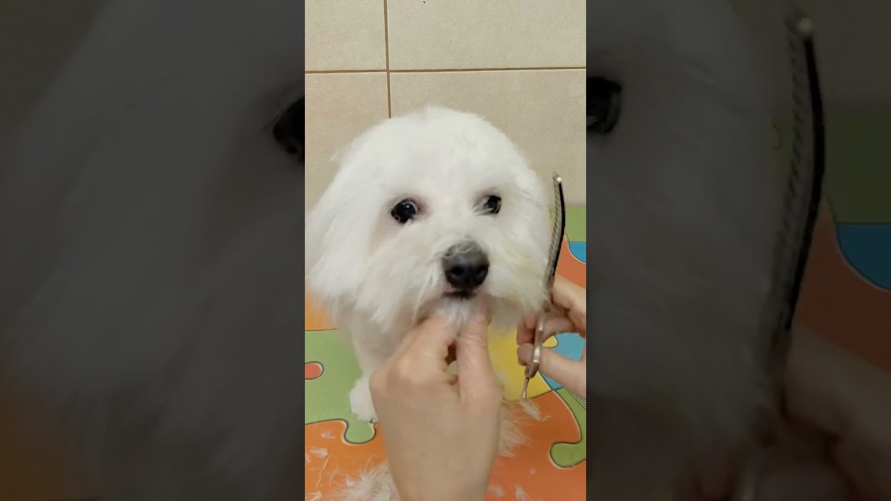 Matted  MALTESE  Grooming... When you got NO choice but...#grooming #maltese #pets #cute #dog #asmr