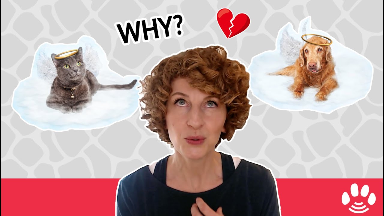 Why Are So Many Pets Leaving Us Right Now?