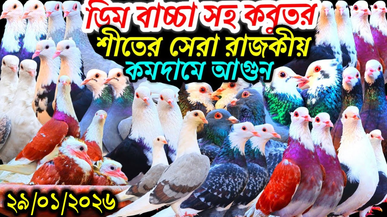 ডিম বাচ্চা সহ শীতের সেরা রাজকীয় আকর্ষণীয় কম দামে ফেন্সি রেসার গোল্লা গিরিবাজ কবুতর বিক্রি হবে