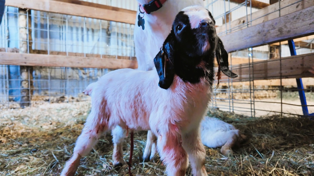 PHS baby goats: a birth story and what comes next