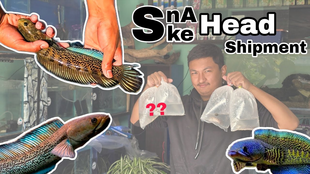Amazing Snakehead fish shipment at Aqua Center Center #snakeheadfish #aquariumnepal #snakeheadcare 