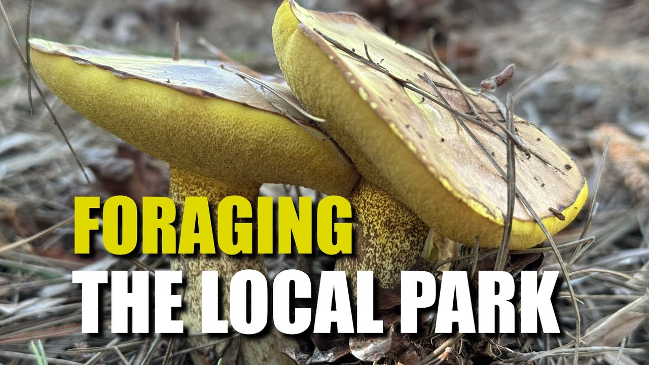 Foraging mushrooms in the local park in Western Australia