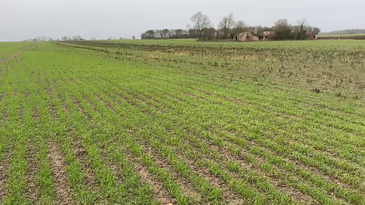 Claydon Standard vs Claydon LD Trial