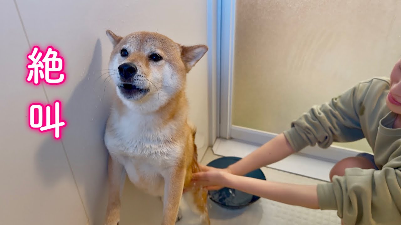 甘えん坊ママっ子柴犬が今年一番の大泣きをしました…