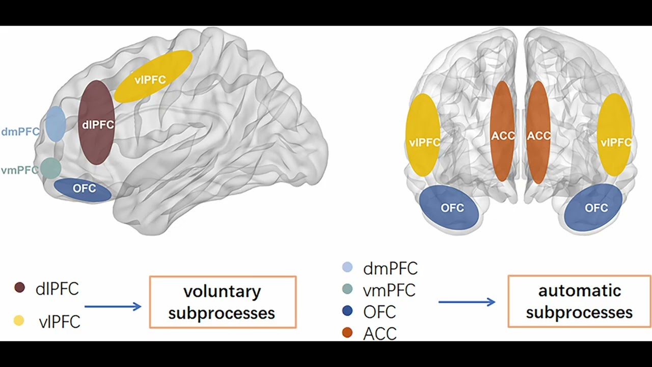 Pausing before you React Neuroscience of Decision Making in the Prefrontal Cortex