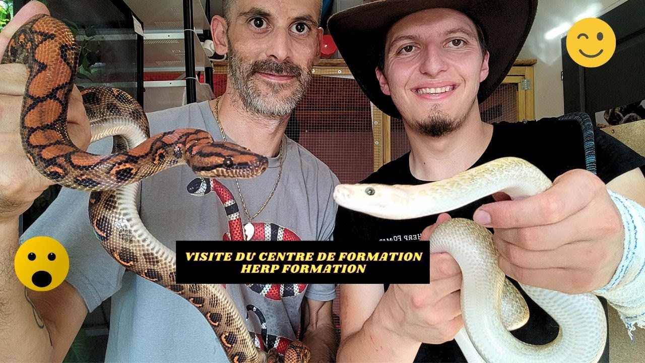 VISITE CENTRE DE FORMATION REPTILES HERP FORMATION   serpent python molure molurus bivitatus