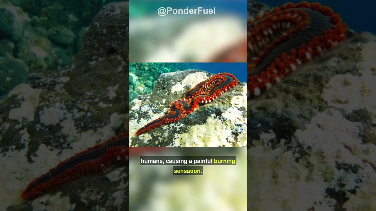 Fuzzy But Not Cuddly | Bearded Fireworm