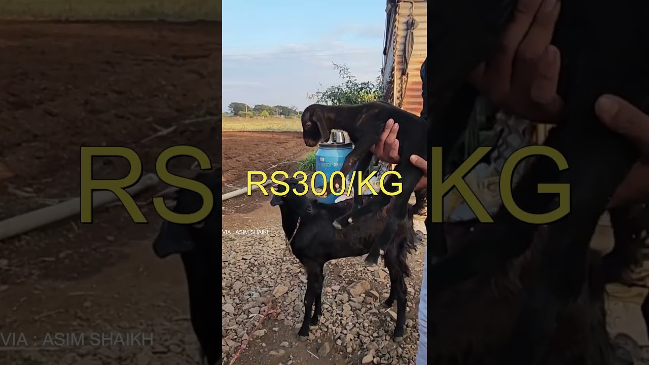 OSMANABADI BAKRO KI PRICE #goat #goatknowledge #animals #malegoat