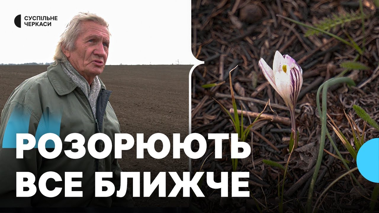 У Вереміївці на Черкащині цвітуть червонокнижні шафран і брандушка