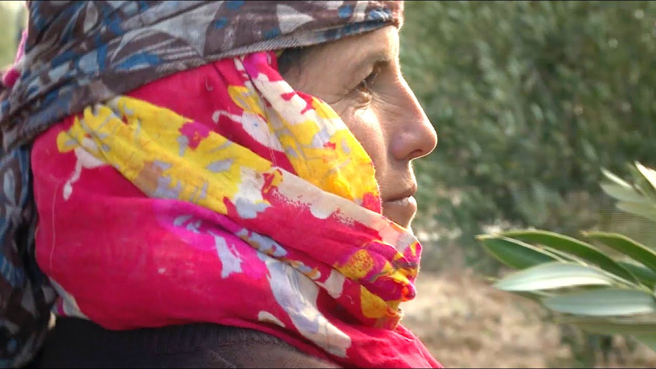 Growing Tunisia's Olive Industry