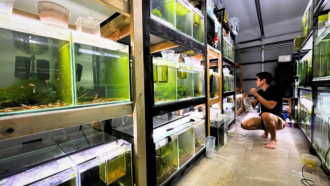 The Ultimate Shrimp Room Tour – High-Grade Shrimp & Pro Tips!