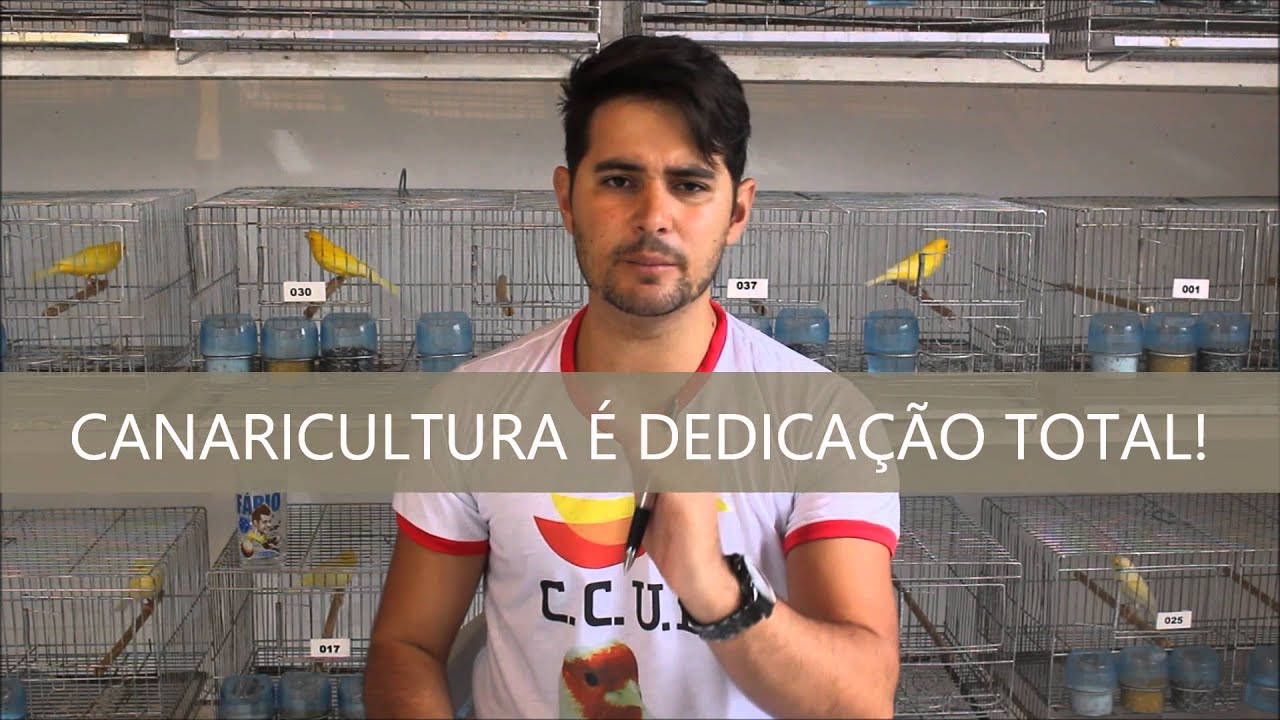 Como Iniciar na Canaricultura!