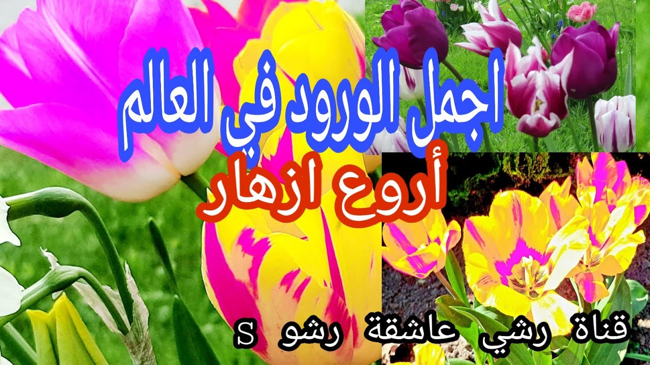 اجمل ورود في العالم The most beautiful rose world   ||أجمل أزهار في العالم - أنواع الورود