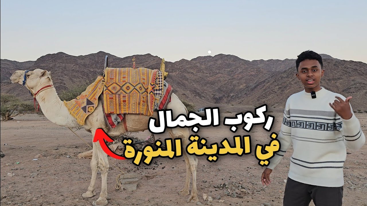 كيف ركبت الجمال في المدينة المنورة ؟ !