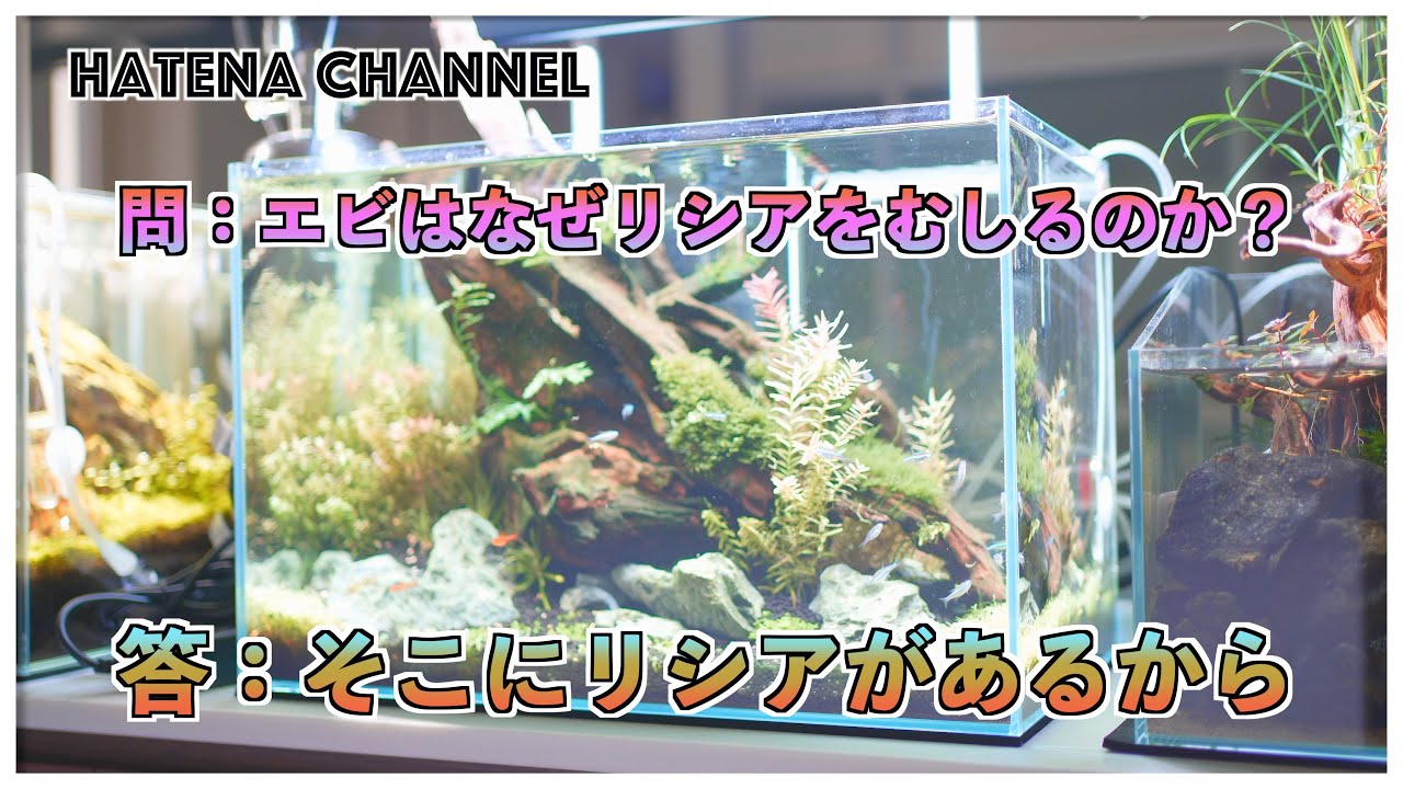 【もう無理】またリシアが悲惨なことに・・・諦めてリメイクします