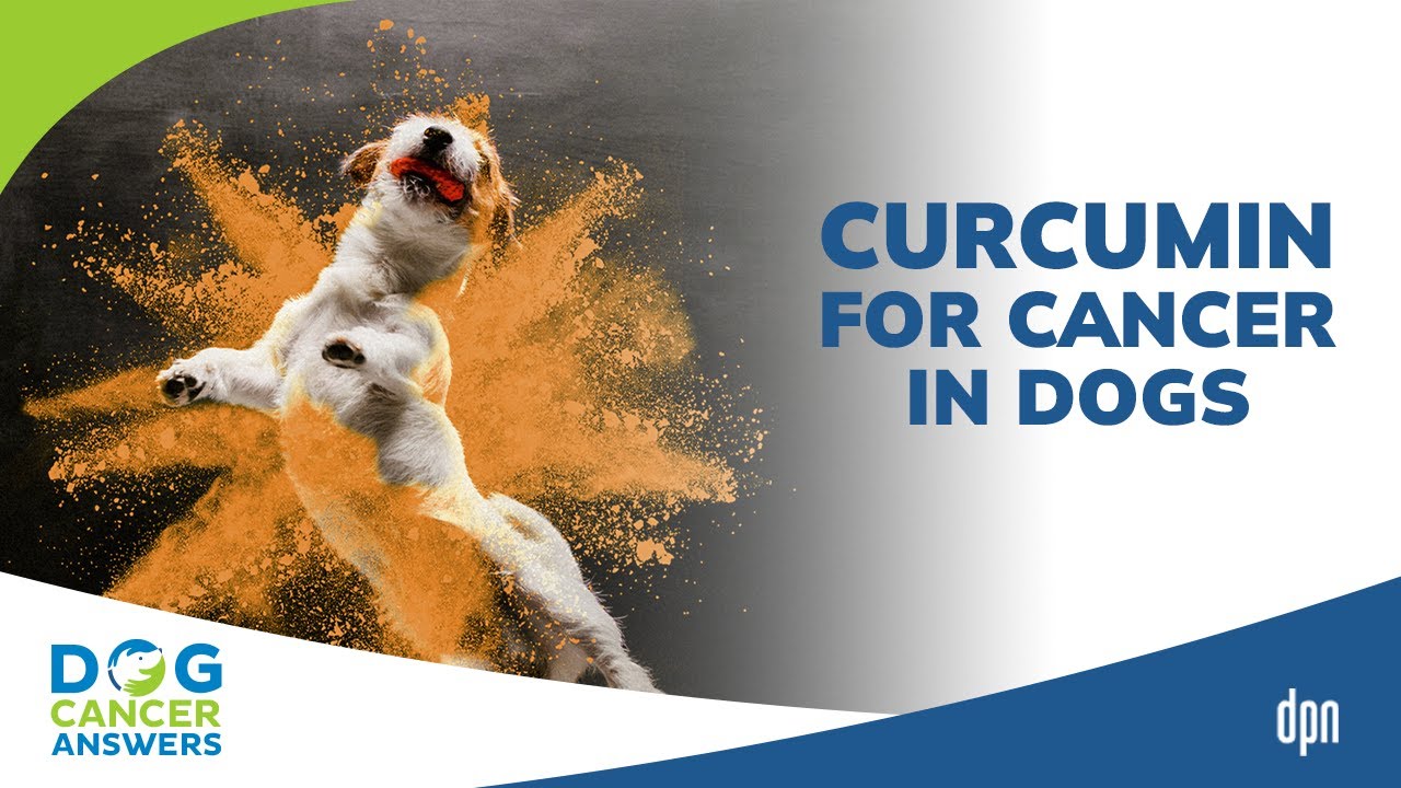 Curcumin for Cancer in Dogs | Dr. Jessica Tartof