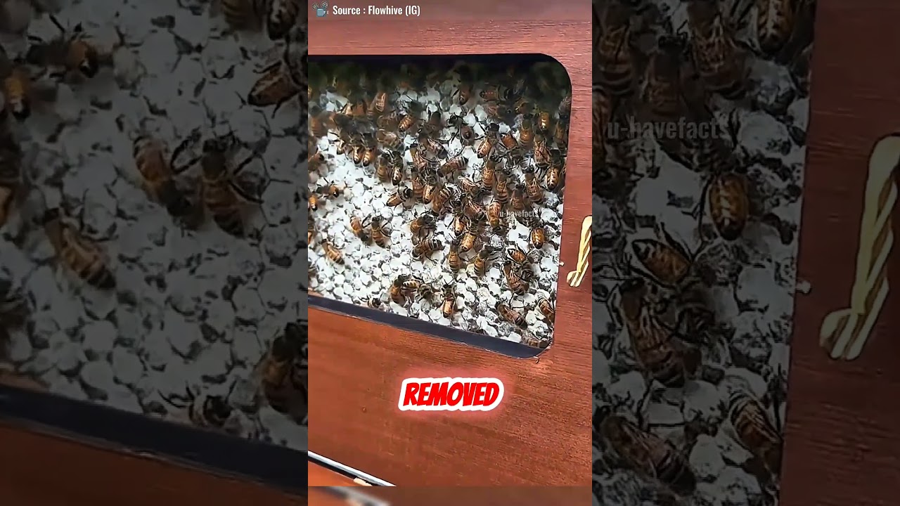 Harvesting Honey Without Opening the Hive 🐝