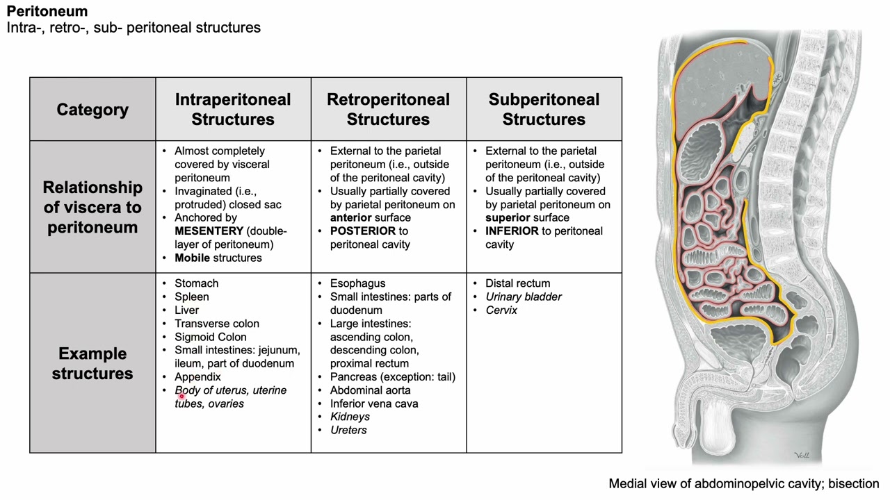 Lesson 19: Peritoneum