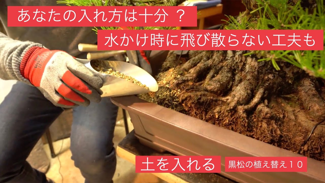 [黒松盆栽の植え替え１０] 土を入れる