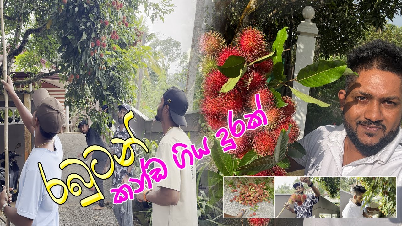 DDS (දනා අයියා ) රවීශ සුමනේ එක්ක චිපාලගේ ගෙදර රඹුටන් කන්න ගිය ගමන