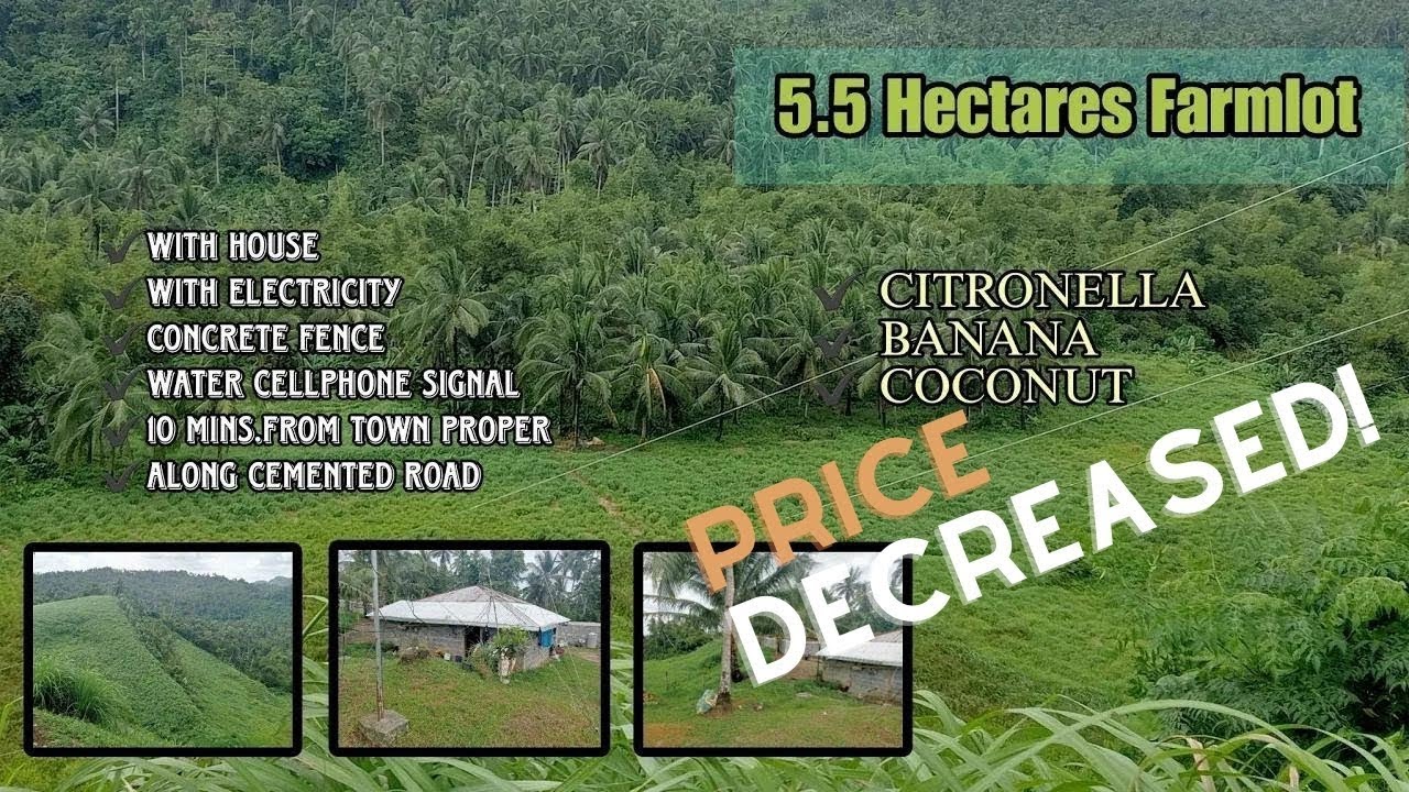 📍16A-381 | 5.5 Hectares Citronella | Coconut | Banana Farm | Along Cemented Road | Lopez Quezon