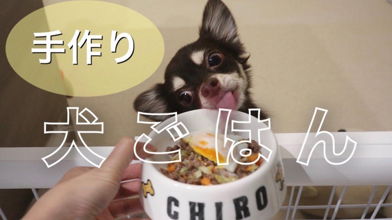 【手作り犬ごはん】チワワのごはんの様子