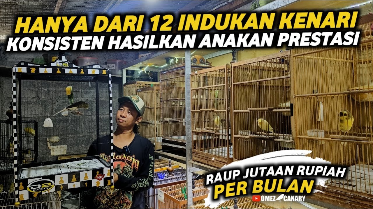 SETIAP ANAKAN DIBERI KODE SERI RING‼️TERNAK KENARI DENGAN PEJANTAN BURUNG LOMBA D2 BOYOLALI