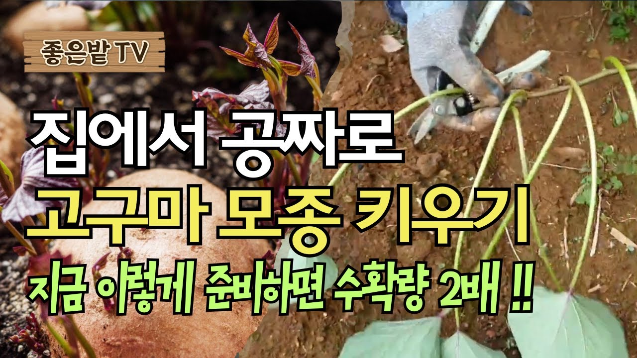 [26-4]집에서 공짜로 고구마 모종 키우기, 이렇게 준비하면 수확량 2배!!