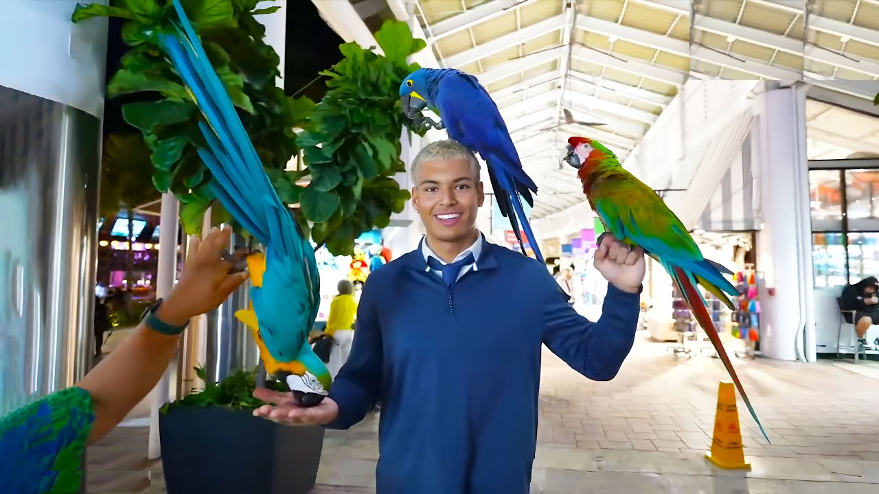 Marlon Meets Some Performing Parrots!