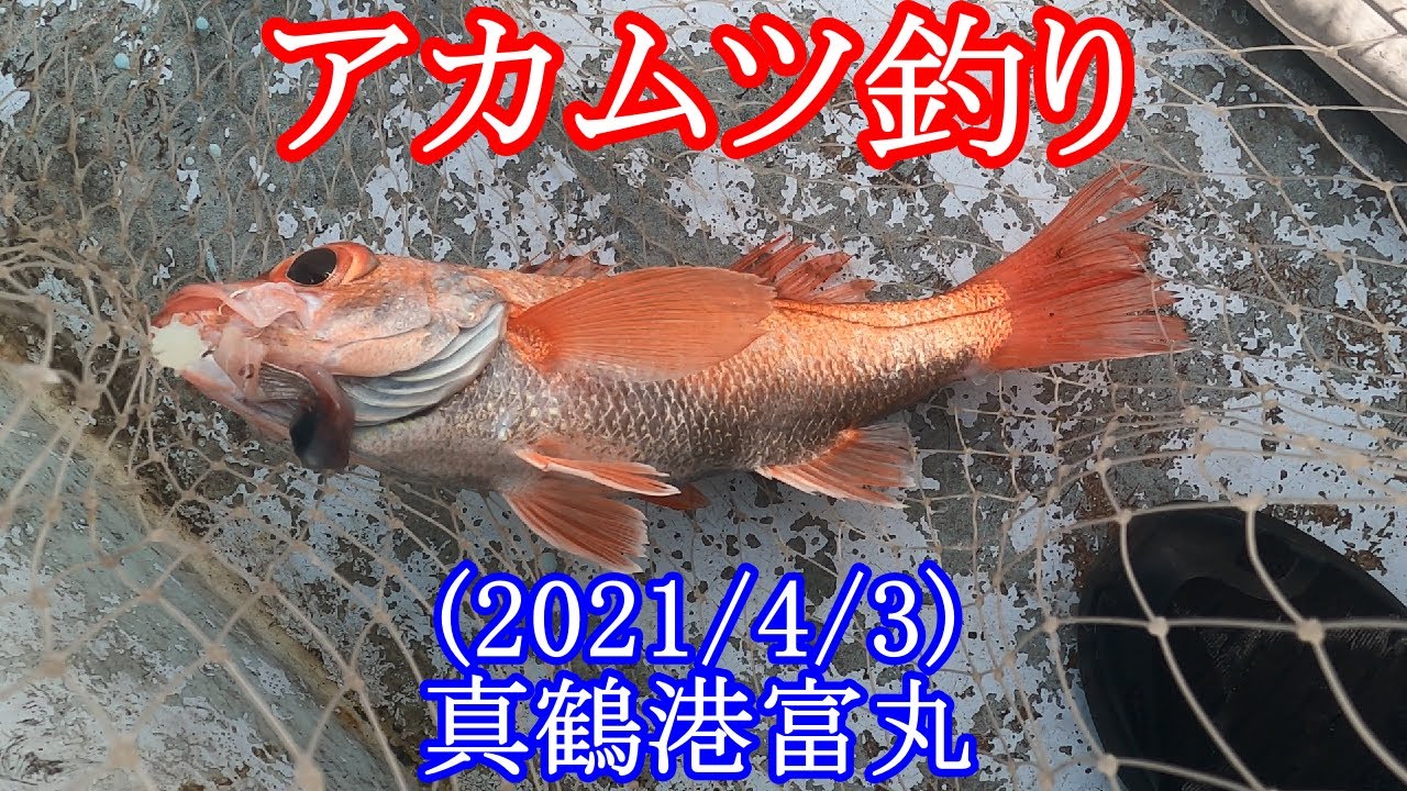 【神奈川県の真鶴沖でアカムツ釣り】アカムツ「深海のルビー」を吹き流しでゲットしました！！