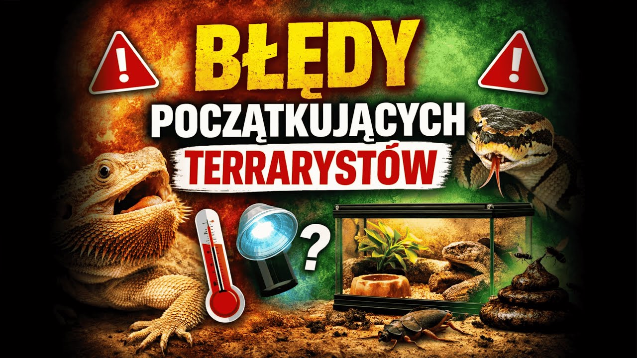 Najczęstsze błędy początkujących terrarystów – czego NIE robić?