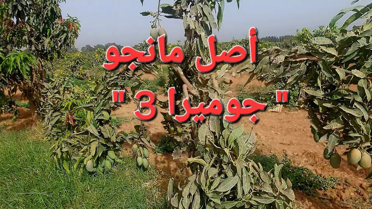 مانجو جوميرا 3 | أصل متحمل البرد و الرياح | مانجو العرب | الجزائر 🇩🇿