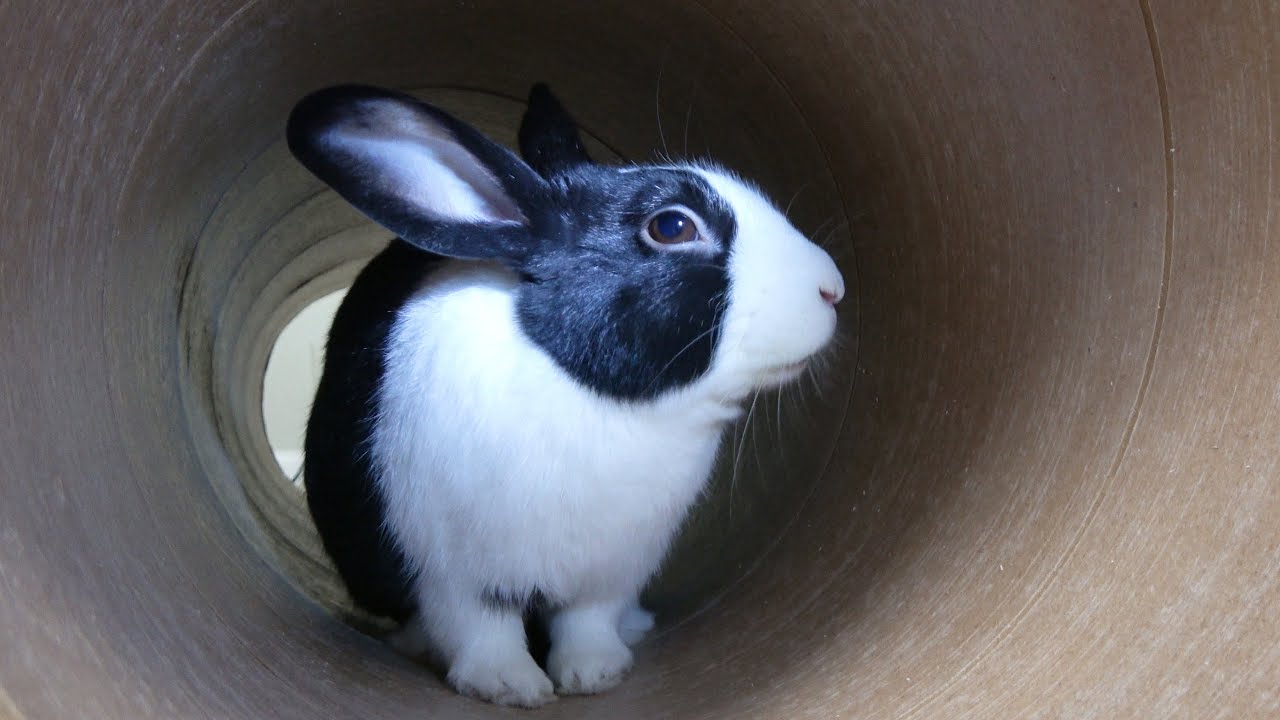 Adopted rabbit receives gift! A giant tube!