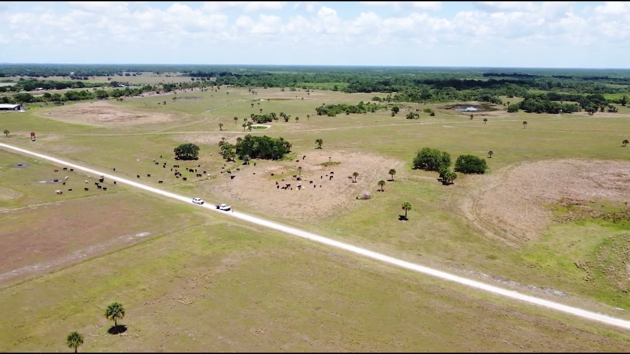 Howard Cattle 2025